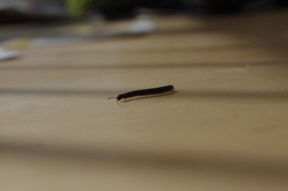 Millipede Legs