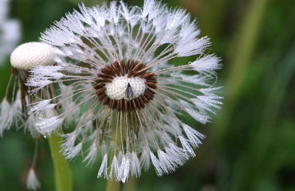 Dandelion Morgentau Insect