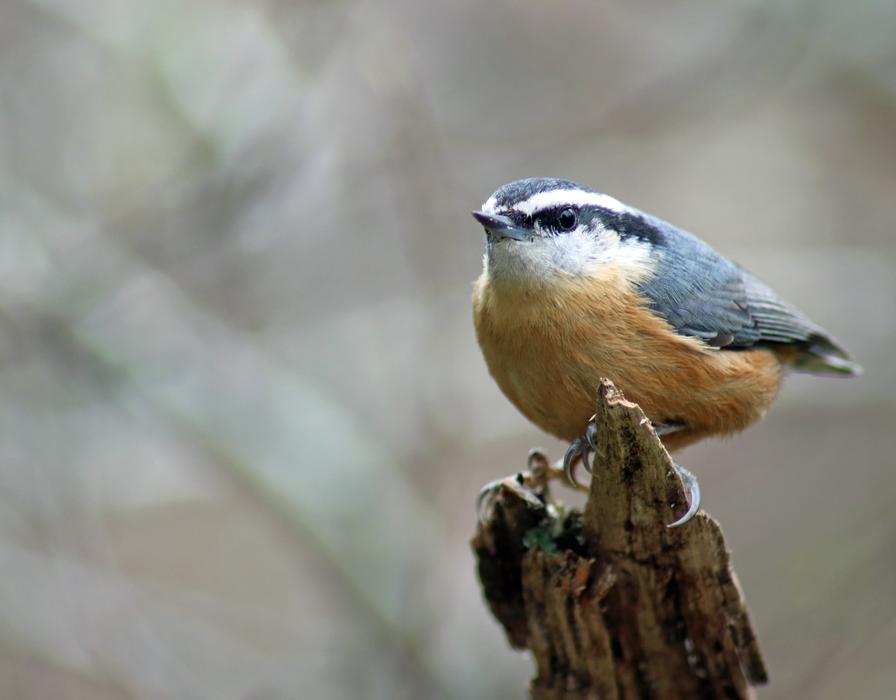 Wildlife Bird Nature