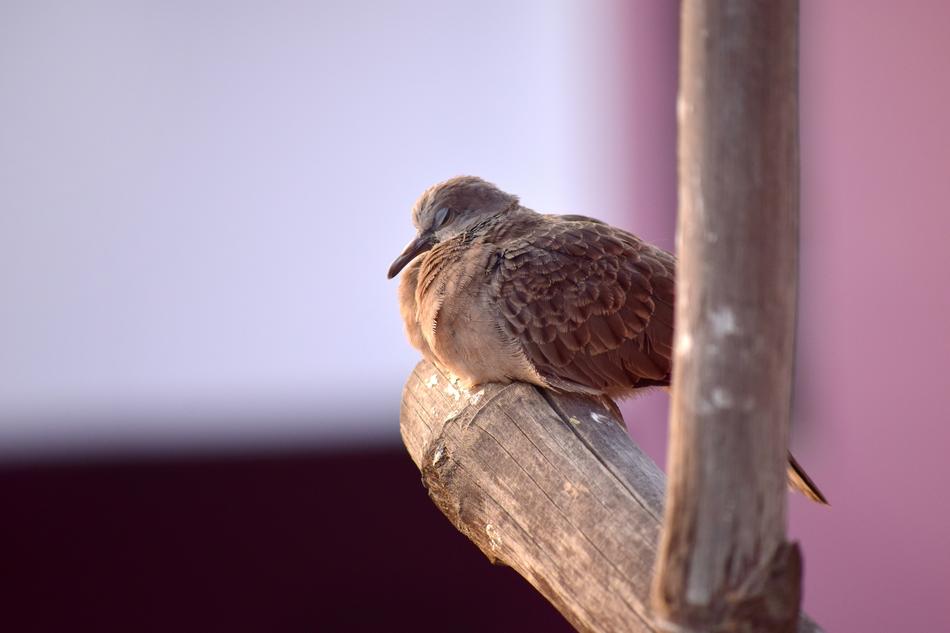 Bird Nature Wildlife