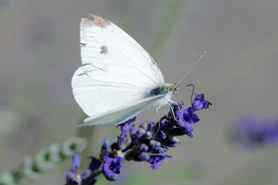 Butterfly Imported Cabbageworm