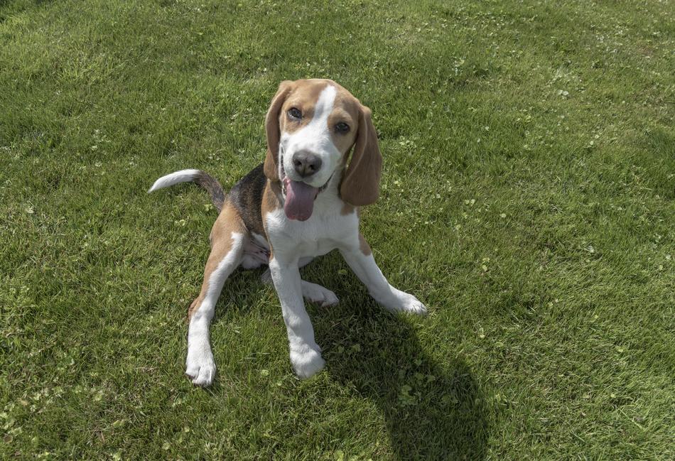Beagle Dog Pet