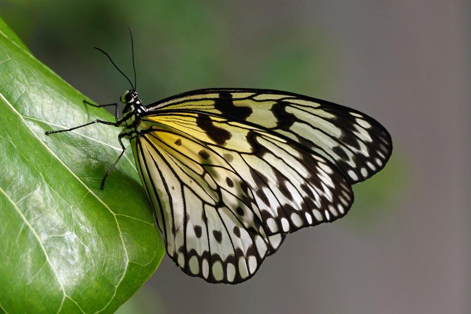Butterfly Paper Kite Macro
