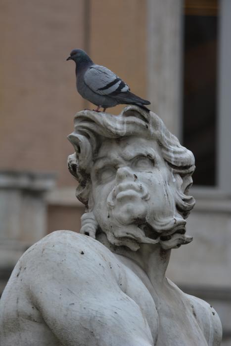 dove on the head of a statue in Italy