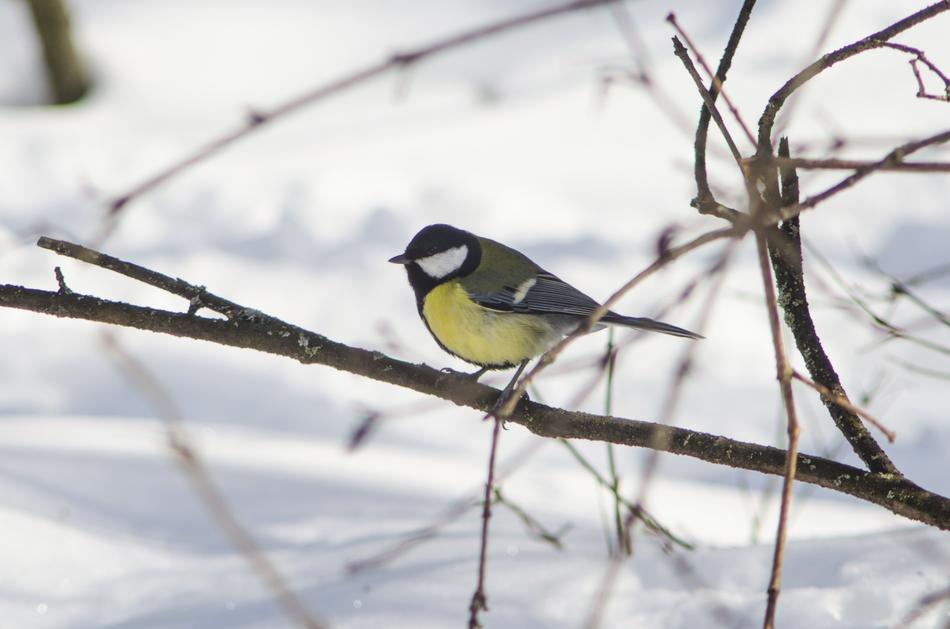 winter bird on a branch