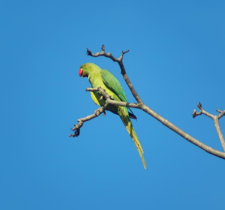 Wildlife Bird Animal