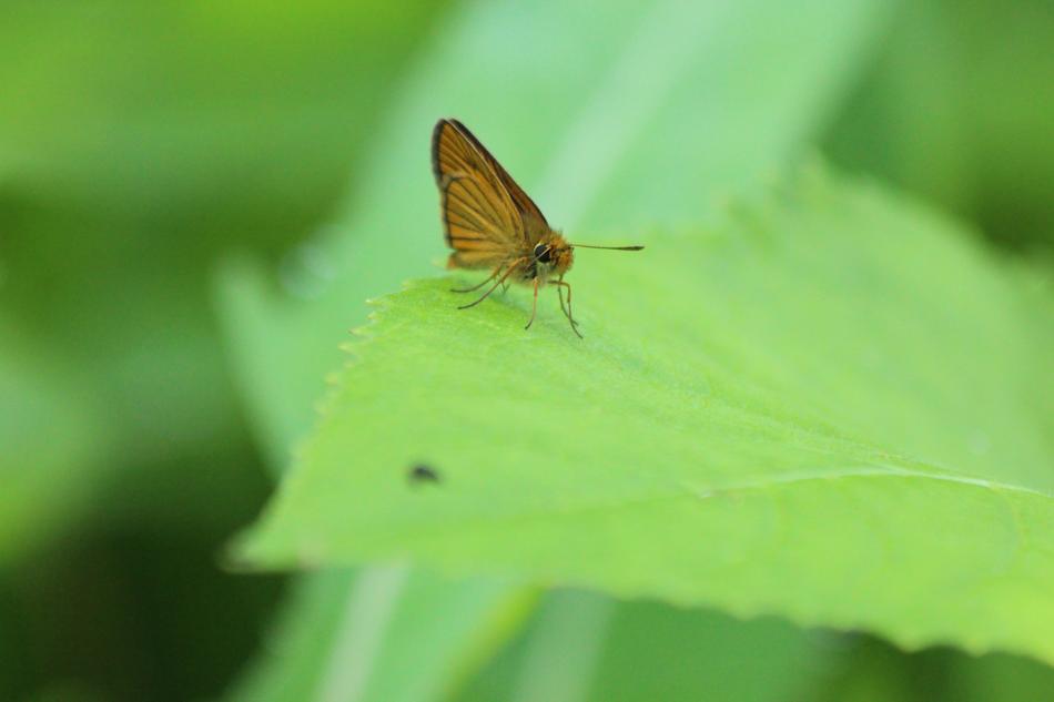 Butterfly Animal Insect