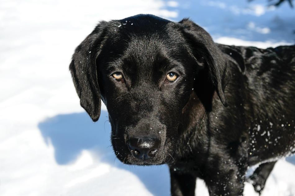 black little labrador in the snow