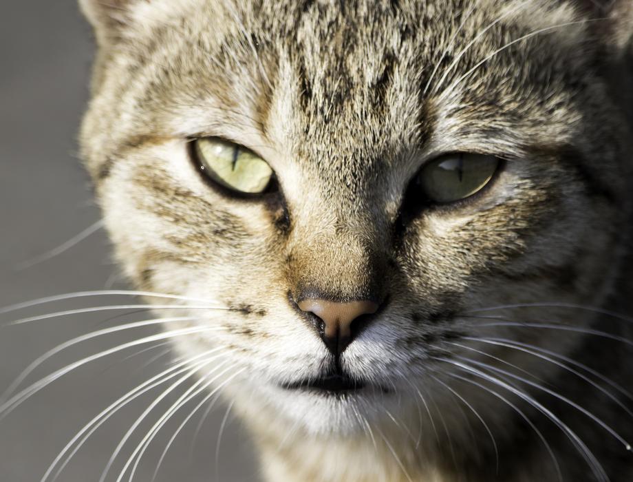 Cat Cute Mammal