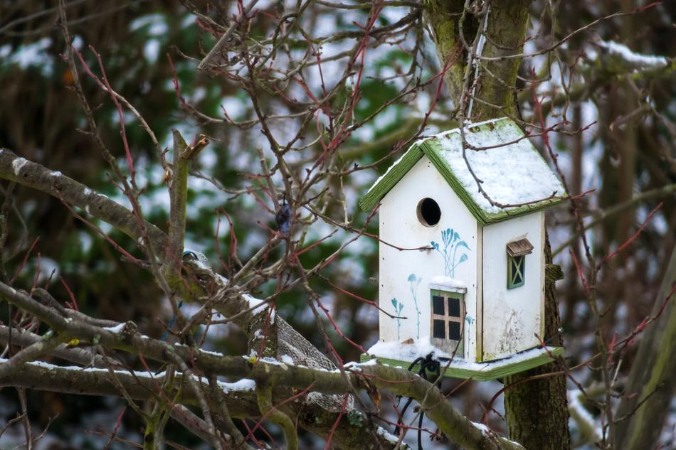 Bird Feeder House Feed