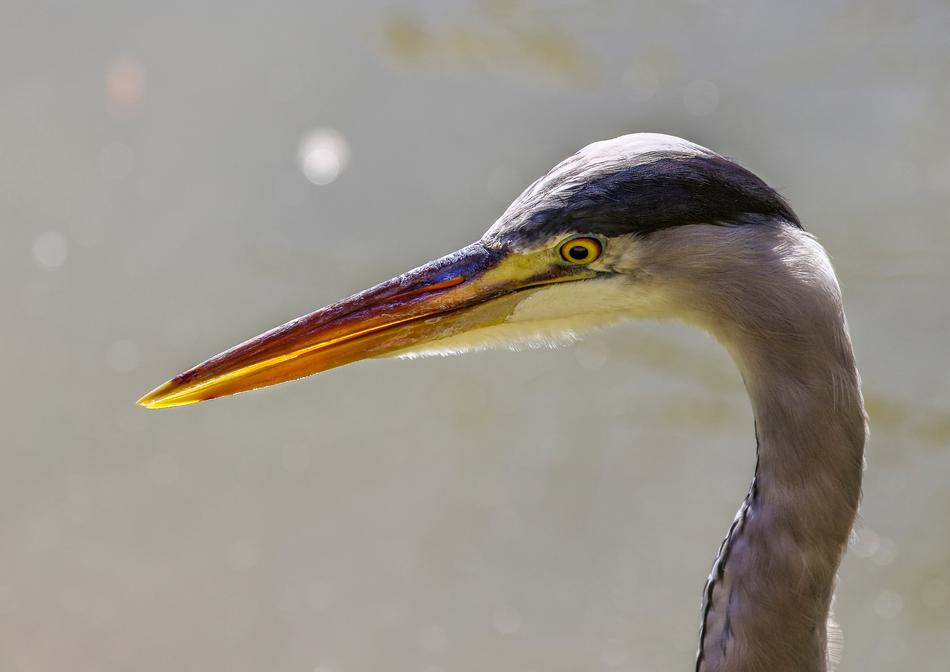 close up of a bird face