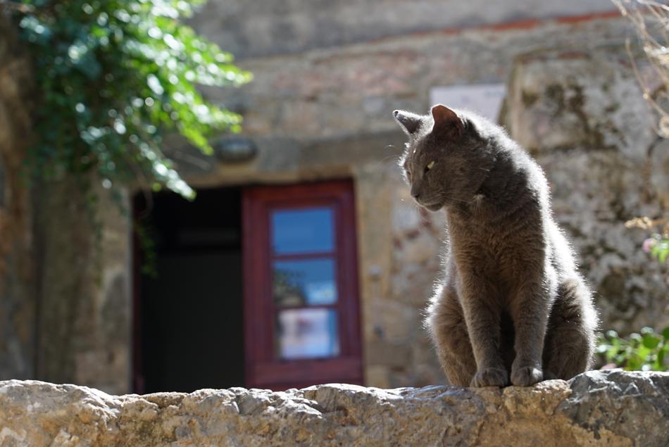 Greece Monemvasia Cat