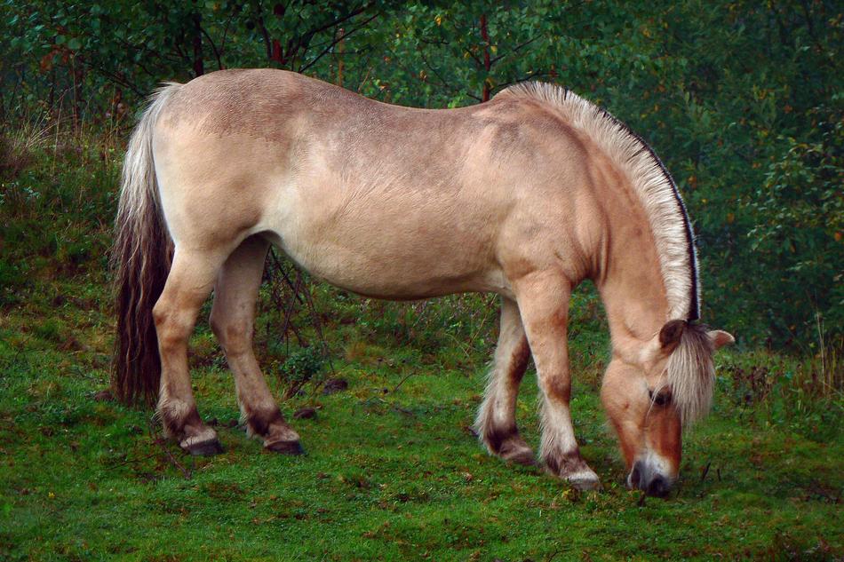rural Horse grazing on Grass