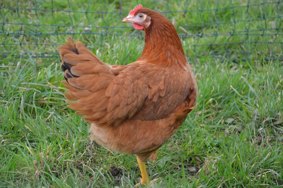 Red Hen Laying Low Court