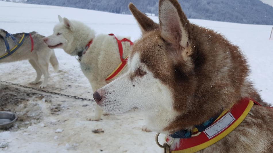 Dog Husky Sled