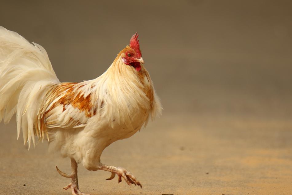 Chicken Rooster Bird