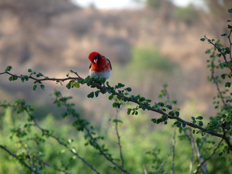 Bird Africa
