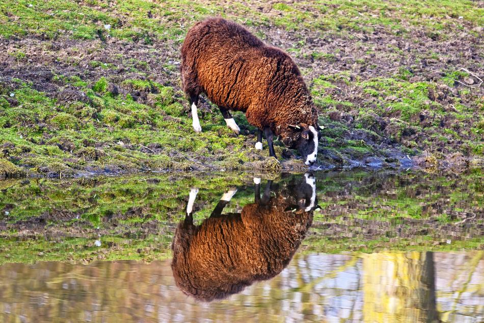 Sheep Animal Mammal