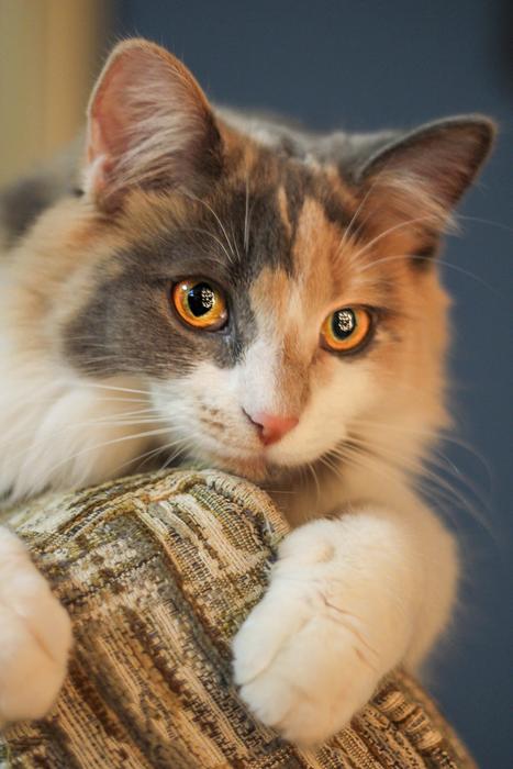 Kitten Cat kitty portrait