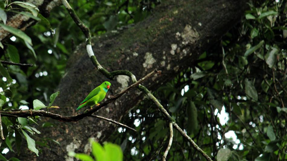 Vernal Hanging Parrot