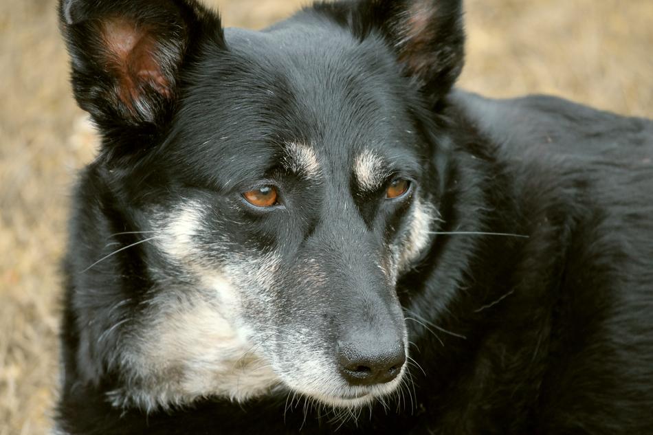 Dog Hybrid Male
