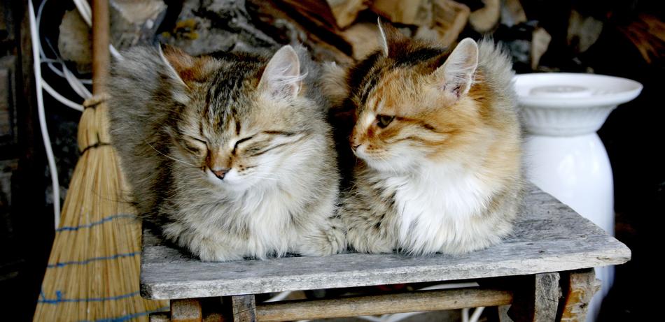 Cute Animal Cat