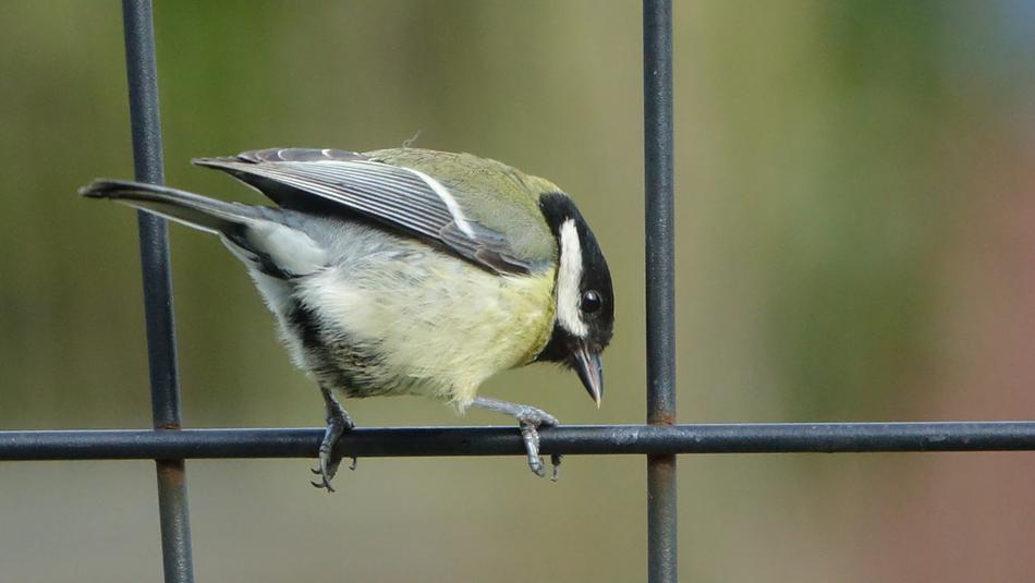 Bird Fauna Nature