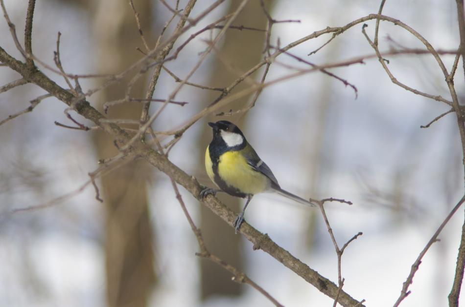 Bird Nature Living