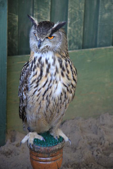 Bird Animal World Nature