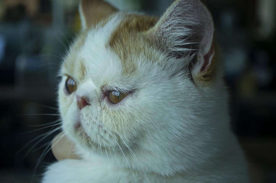 Animal Cat Garfield