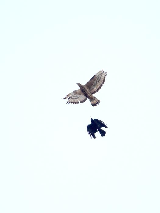 Beautiful birds flying