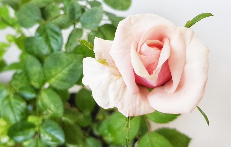 Rose Background Pink