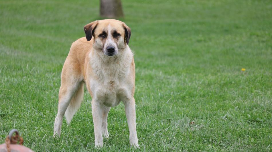 Grass Animals Dog