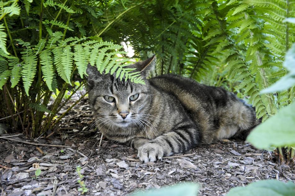 Cat Hiding Place
