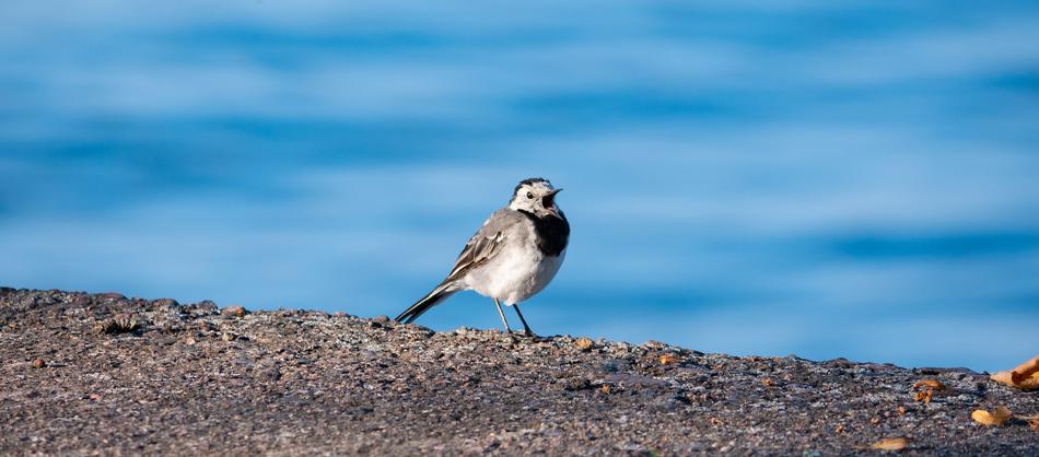 Wagtail Bird Animals