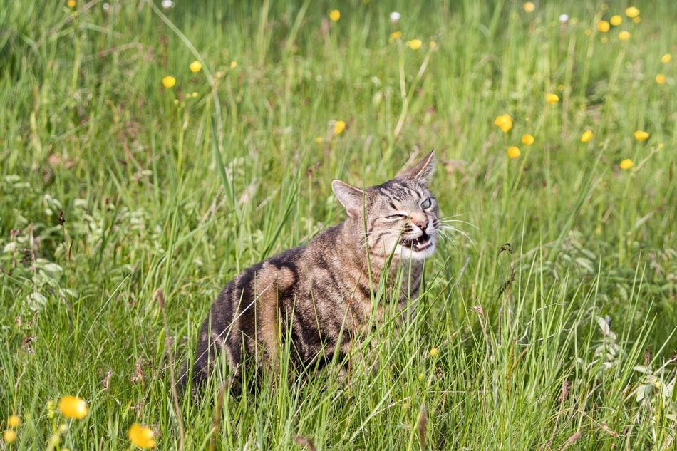 Cat Grass Eat