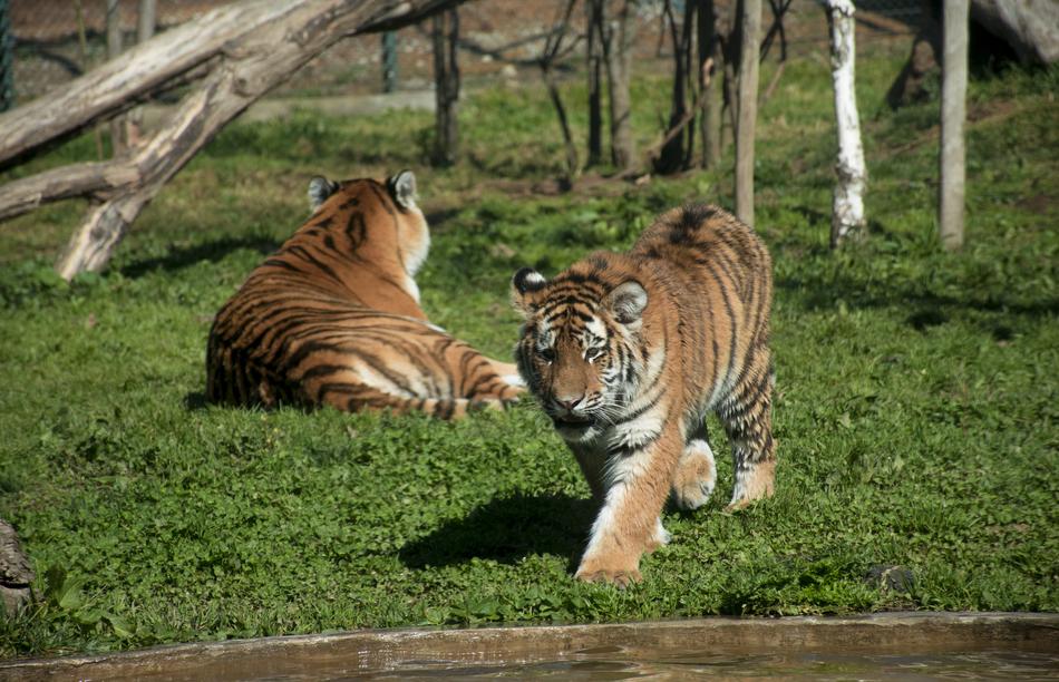 Wildlife Cat Animalia