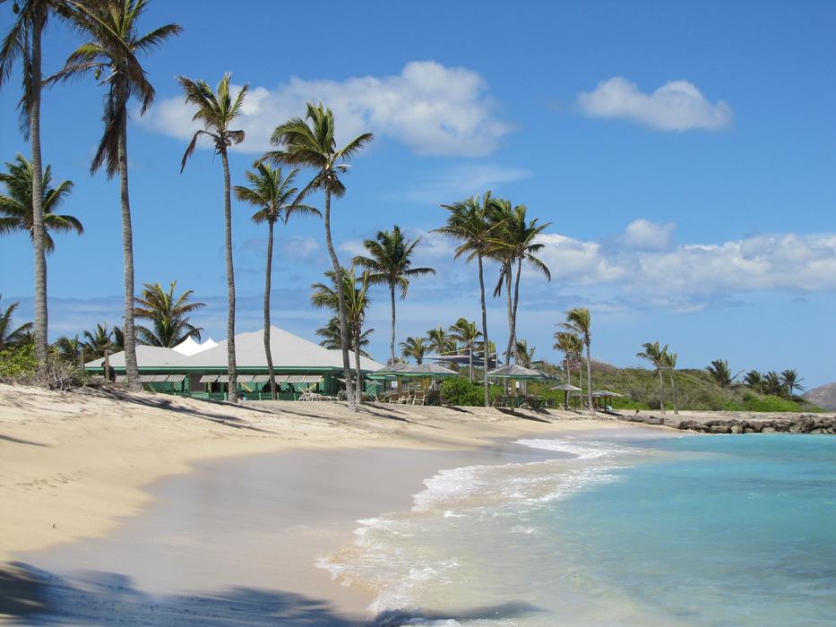 Beach Sand Arecaceae