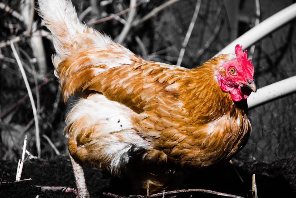 Bird Animal Nature