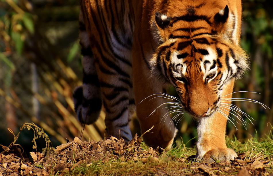Tiger Big Cat Predator in zoo