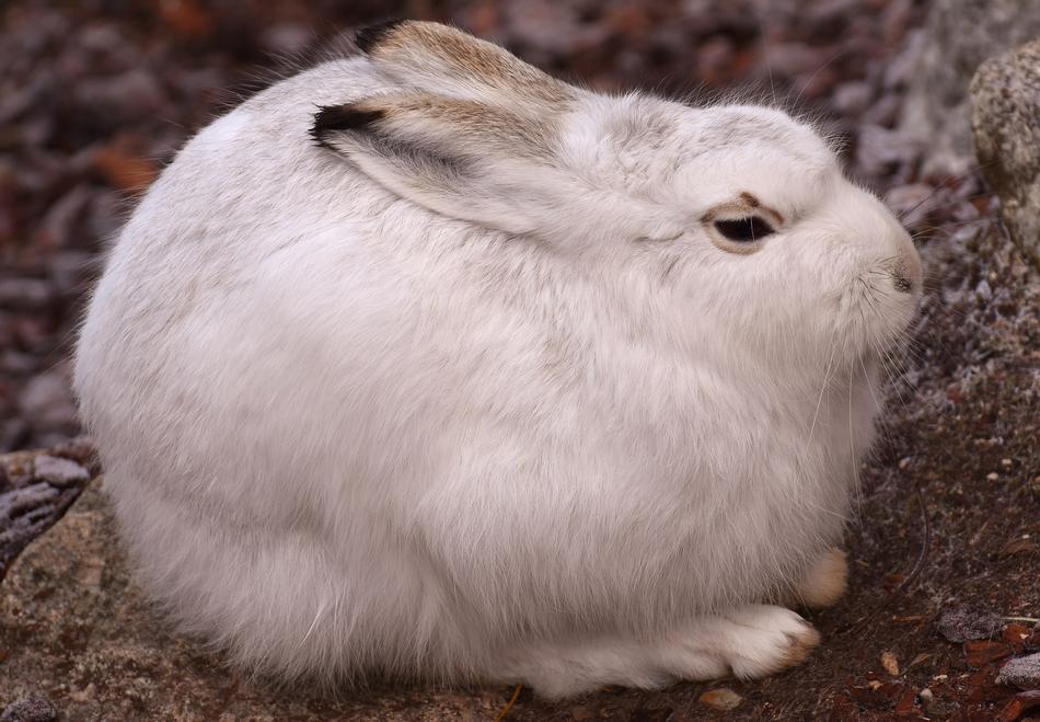 Cute bunny in the Zoo