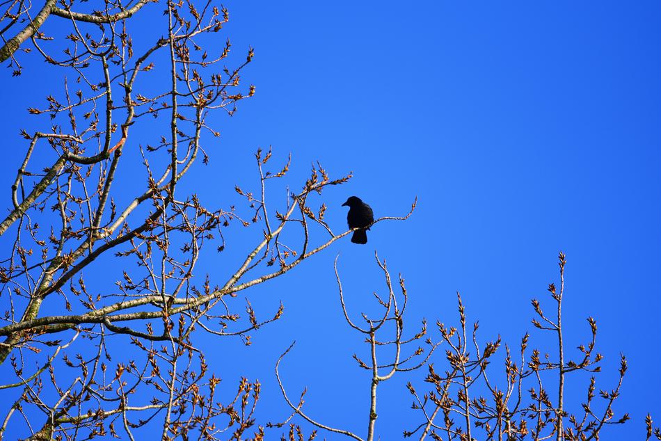 Crow Bird Animal