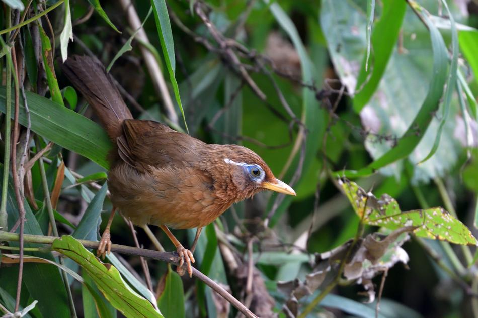 wild bird in a tree