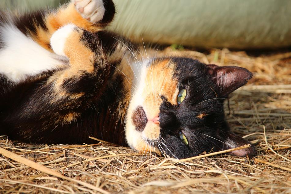 Cat Mieze Lucky