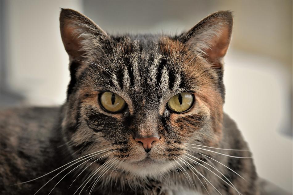 Cat Mackerel Domestic