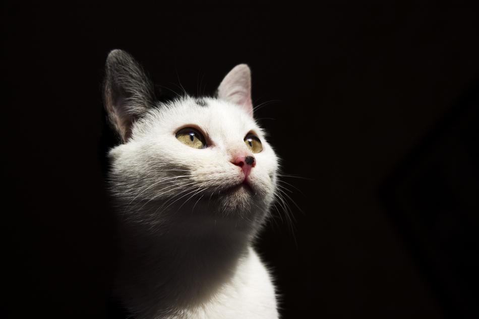 Cat Pets Animals