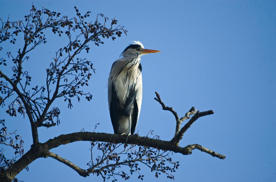 Grey Heron Bird Water