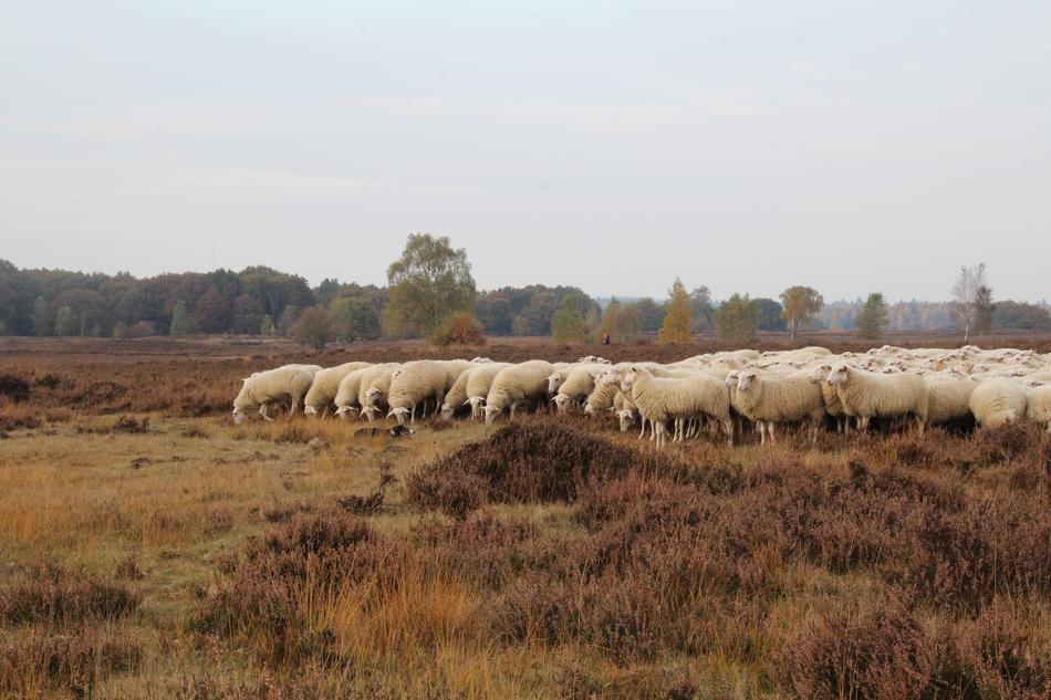 white sheep to the flock