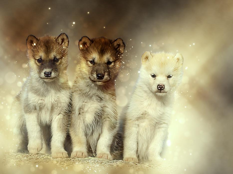 Dogs Sled Greenland
