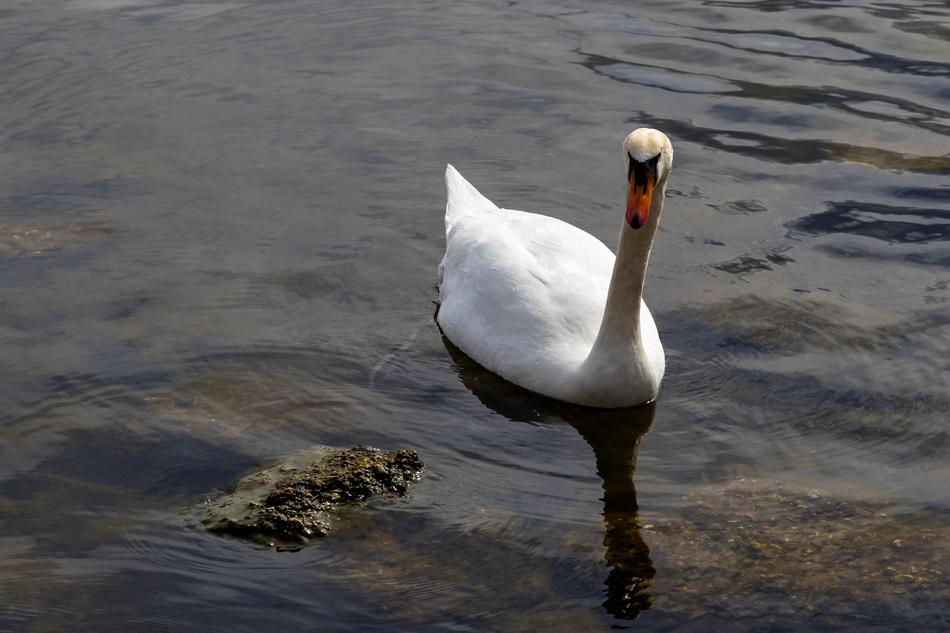 Waters Bird Lake